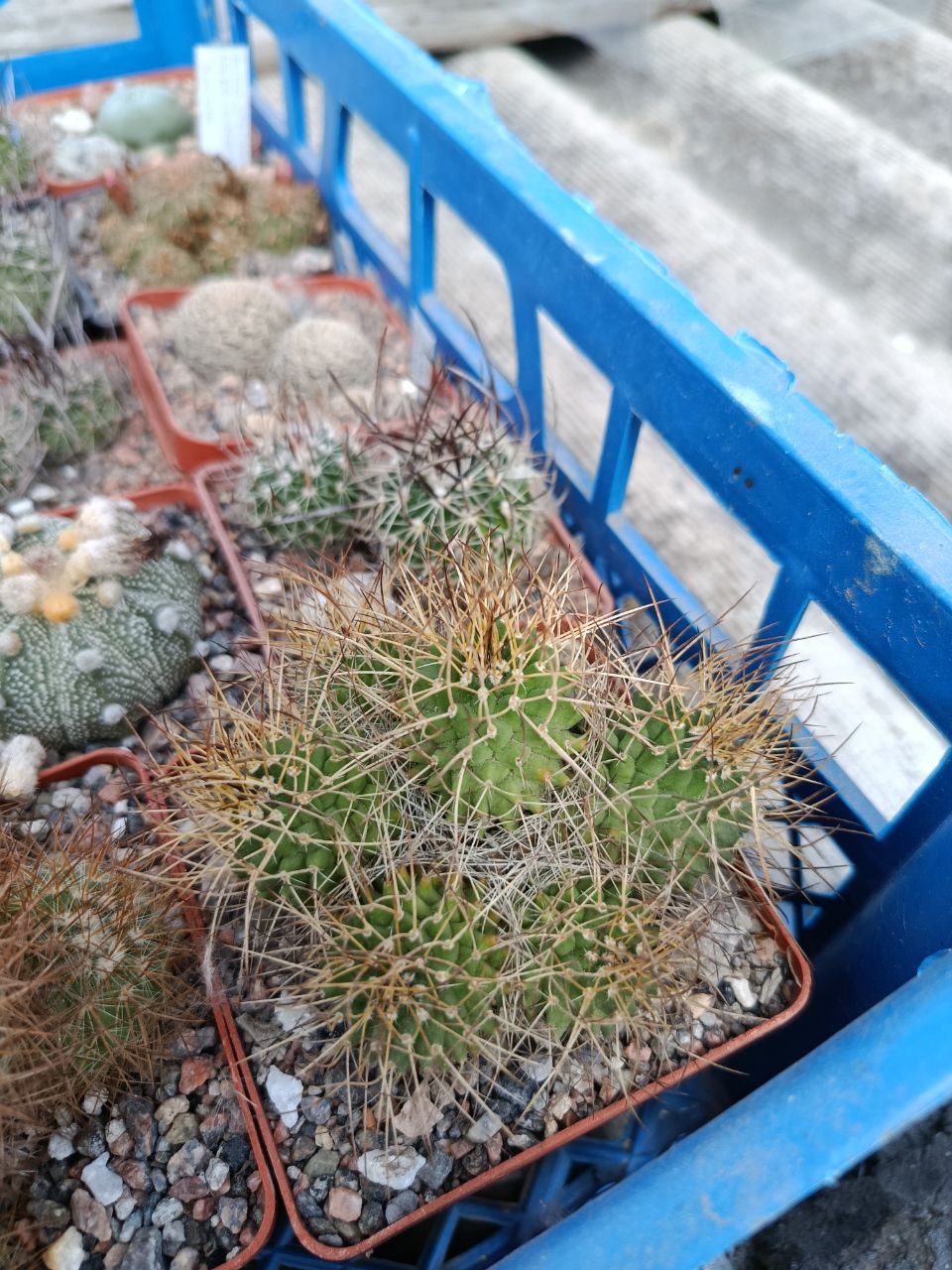 Mammillaria obconella - кущ -