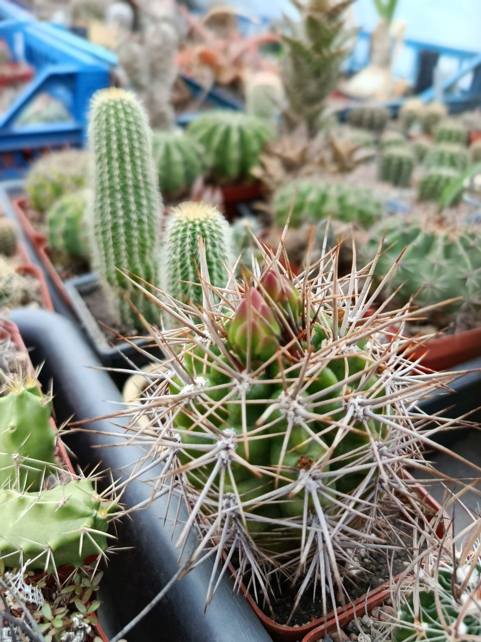 Gymnocalycium horridispinum - v. longispinum - MG -
