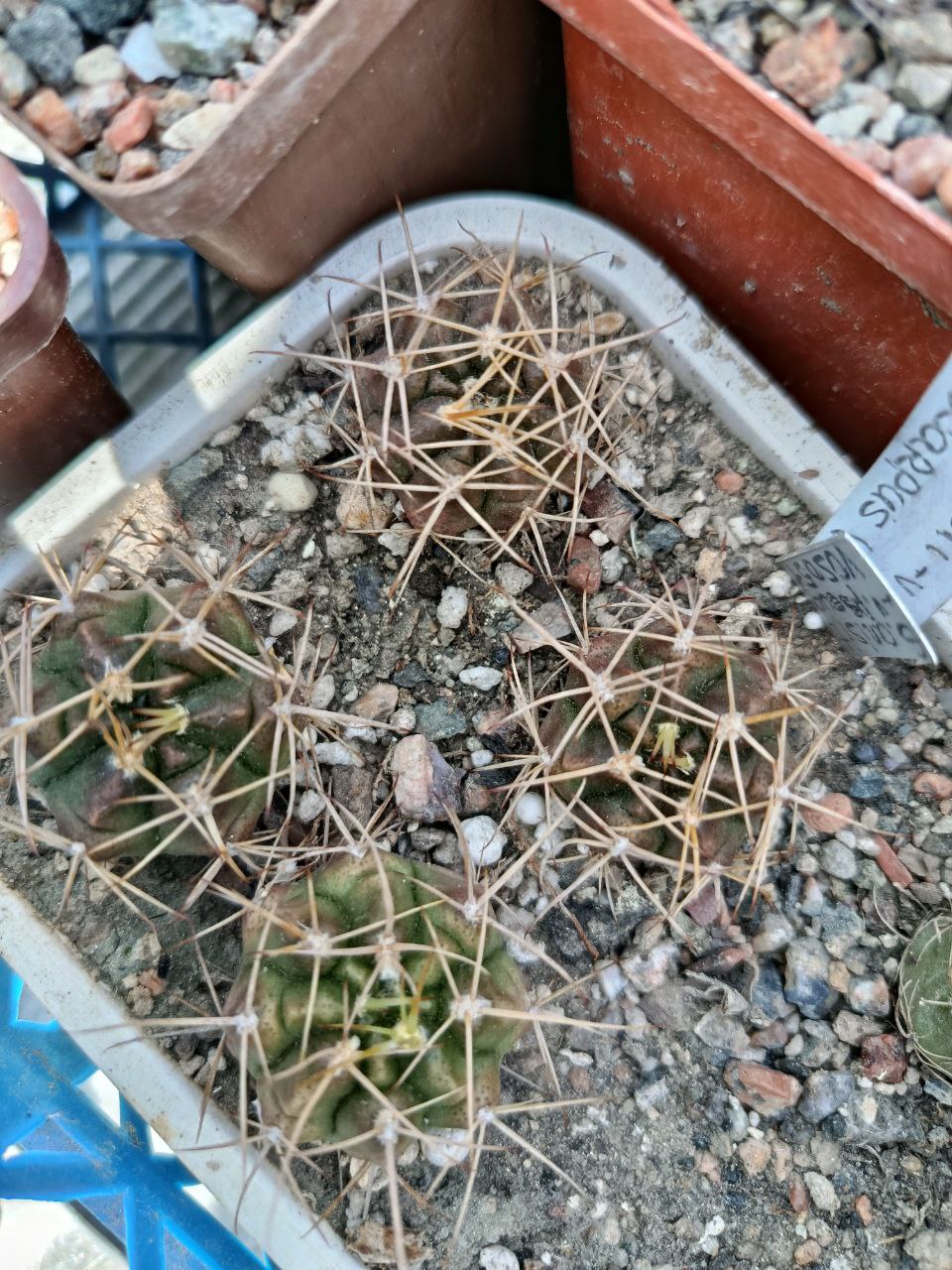 Gymnocalyciun anisitsii - v.pseudomalacocarpus VOS 051