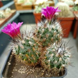Gymnocactus viereckii