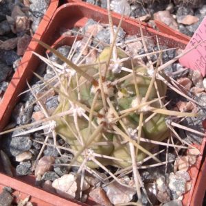 Gymnocalycium griseo-pallidum -Piltz- cube-5cm-