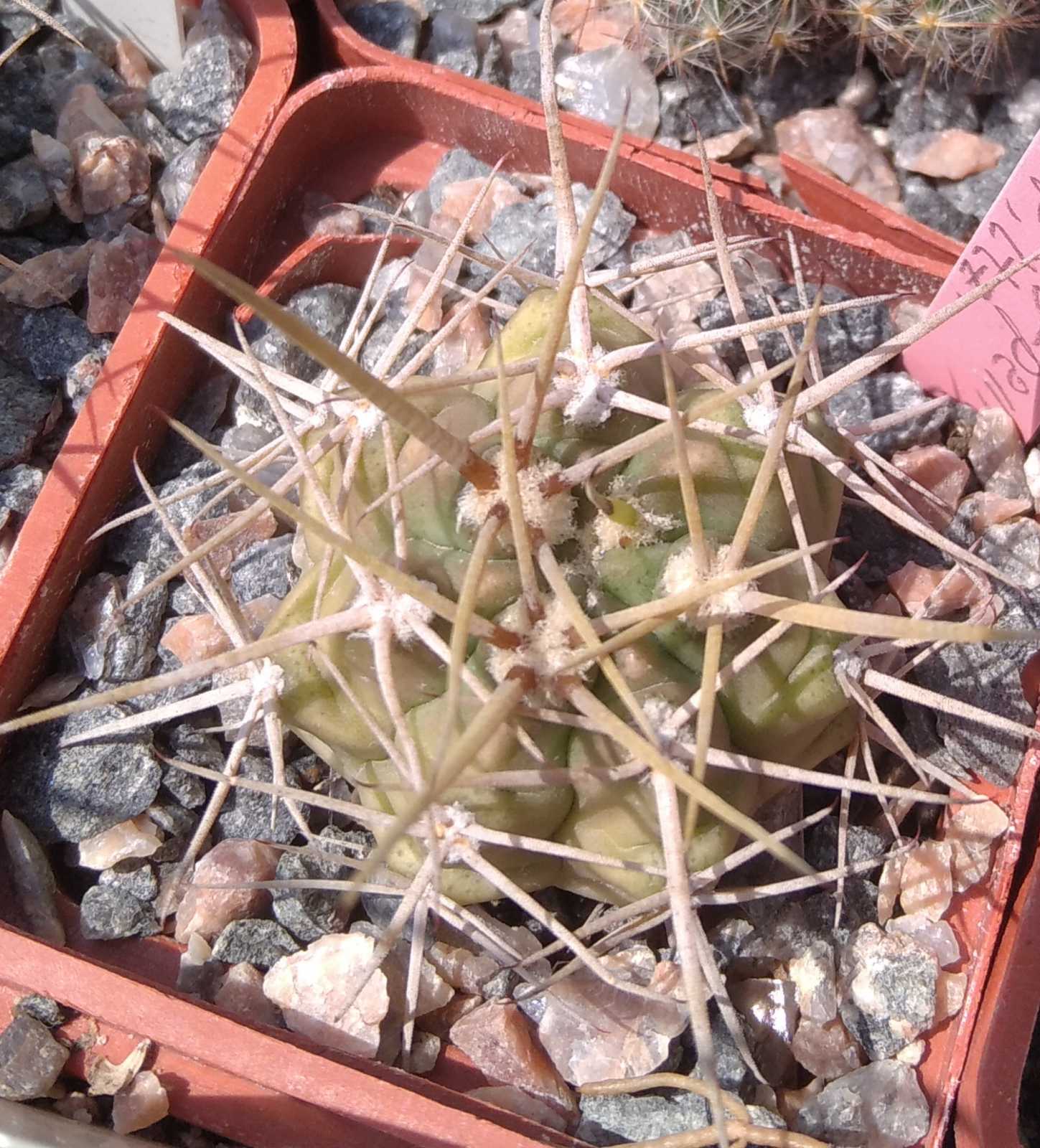 Gymnocalycium griseo-pallidum -Piltz- cube-5cm-