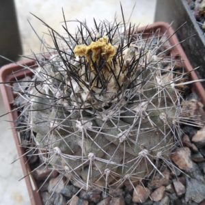 Copiapoa humilis  FR454 -Paposo, Antof.- cube-8cm-