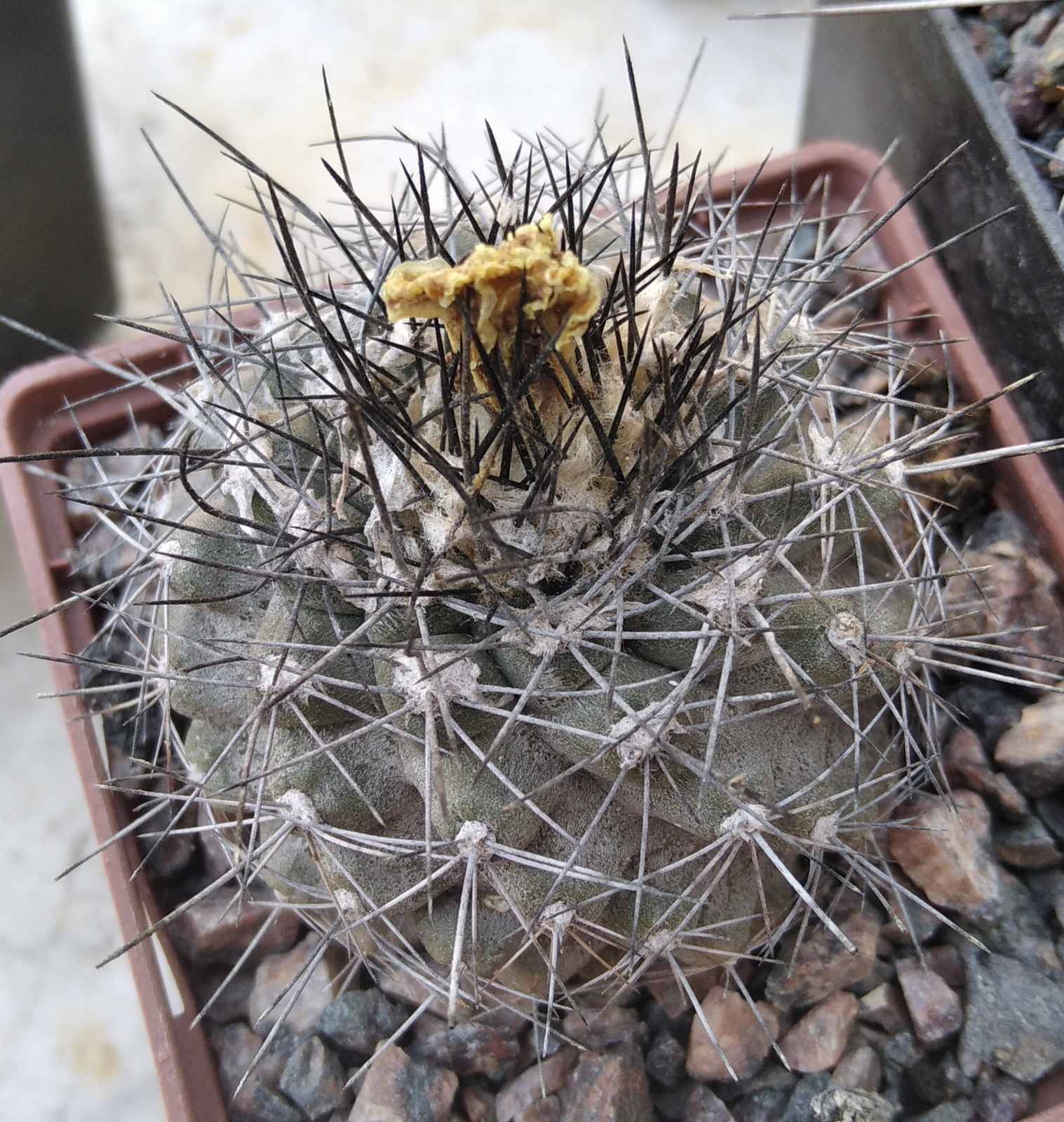 Copiapoa humilis  FR454 -Paposo, Antof.- cube-8cm-