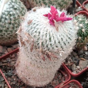 Epithelantha micromeris -15years- cube-6cm-