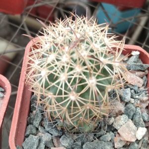 Echinomastus unguispinus -Bermijillo-cube-5cm-