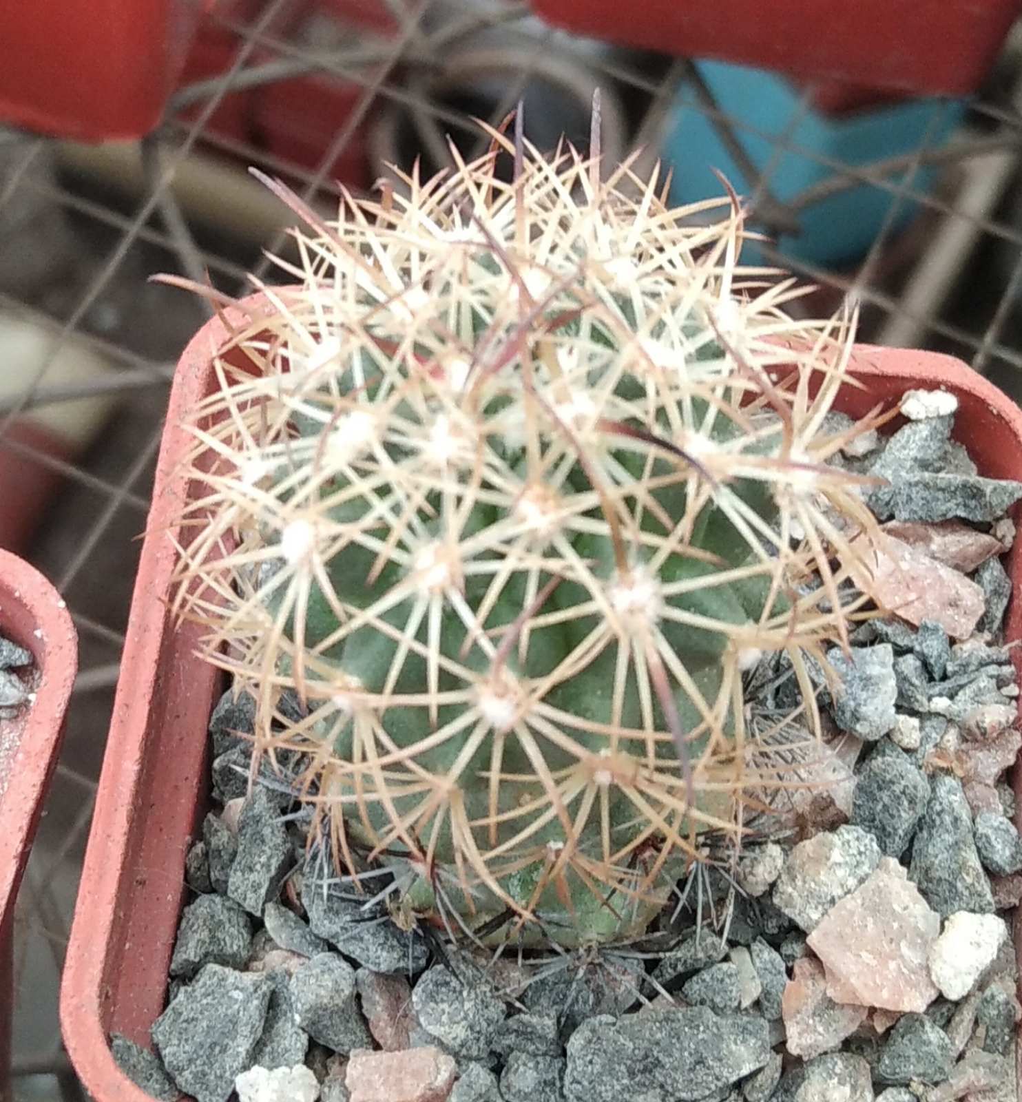 Echinomastus unguispinus -Bermijillo-cube-5cm-