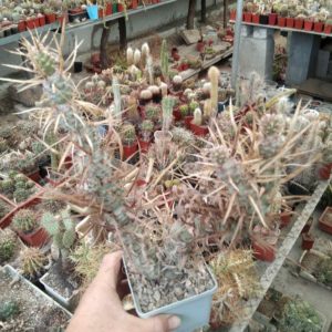 Tephrocactus articulatus v. papyracanthus -cube-9cm- великий кущ -
