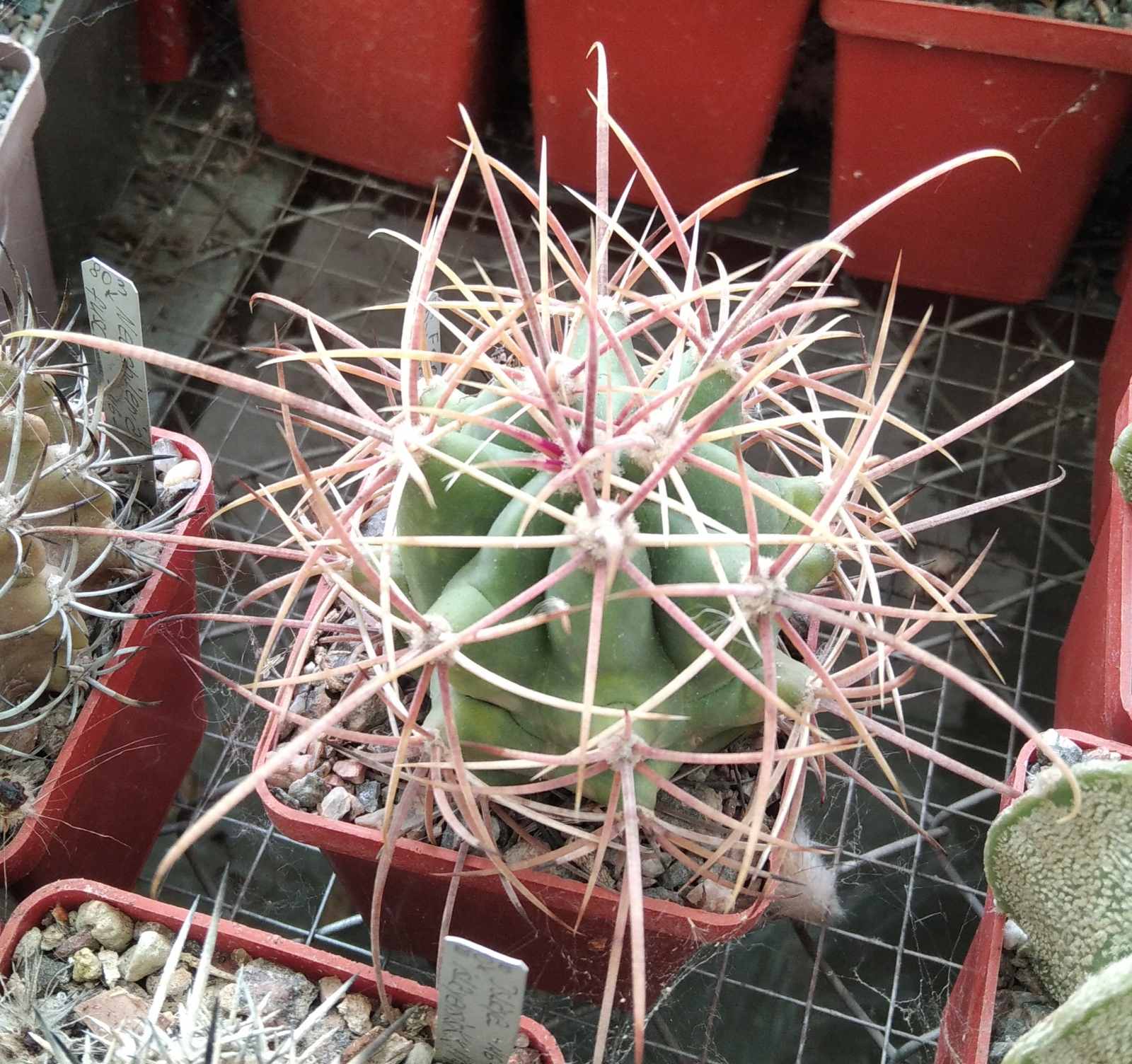 Ferocactus acantodes -Pima country -cube-6cm-
