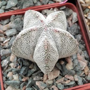 Astrophytum myriostigma cv."Onzuka"- cube-7cm-