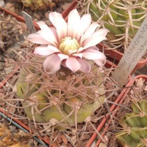 Gymnocalycium castellanosii P80a -cube-6cm-