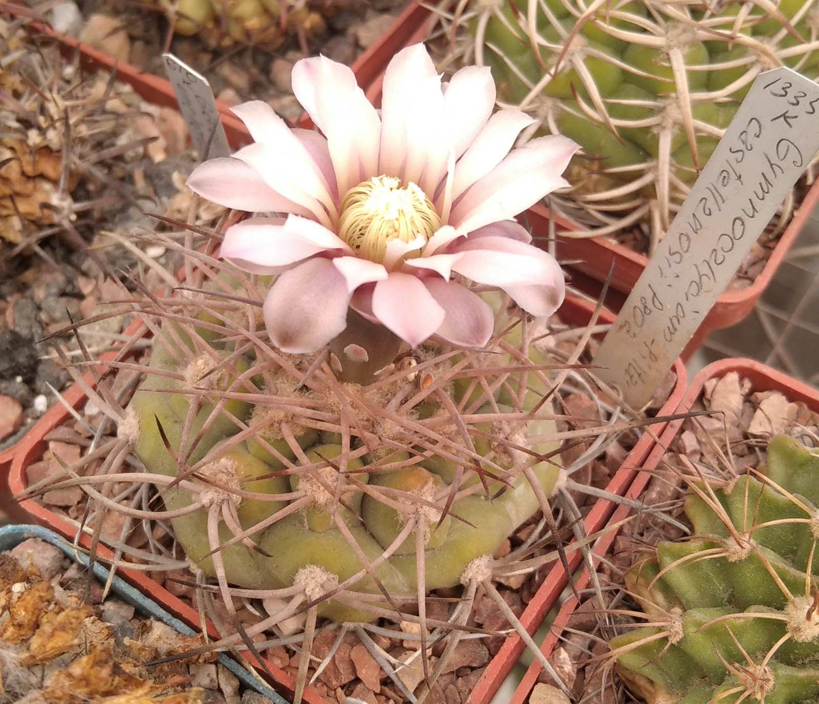 Gymnocalycium castellanosii P80a -cube-6cm-