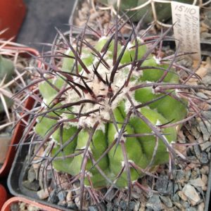 Discocactus latispinus v. major HU640 -Koehres-cube-8cm-