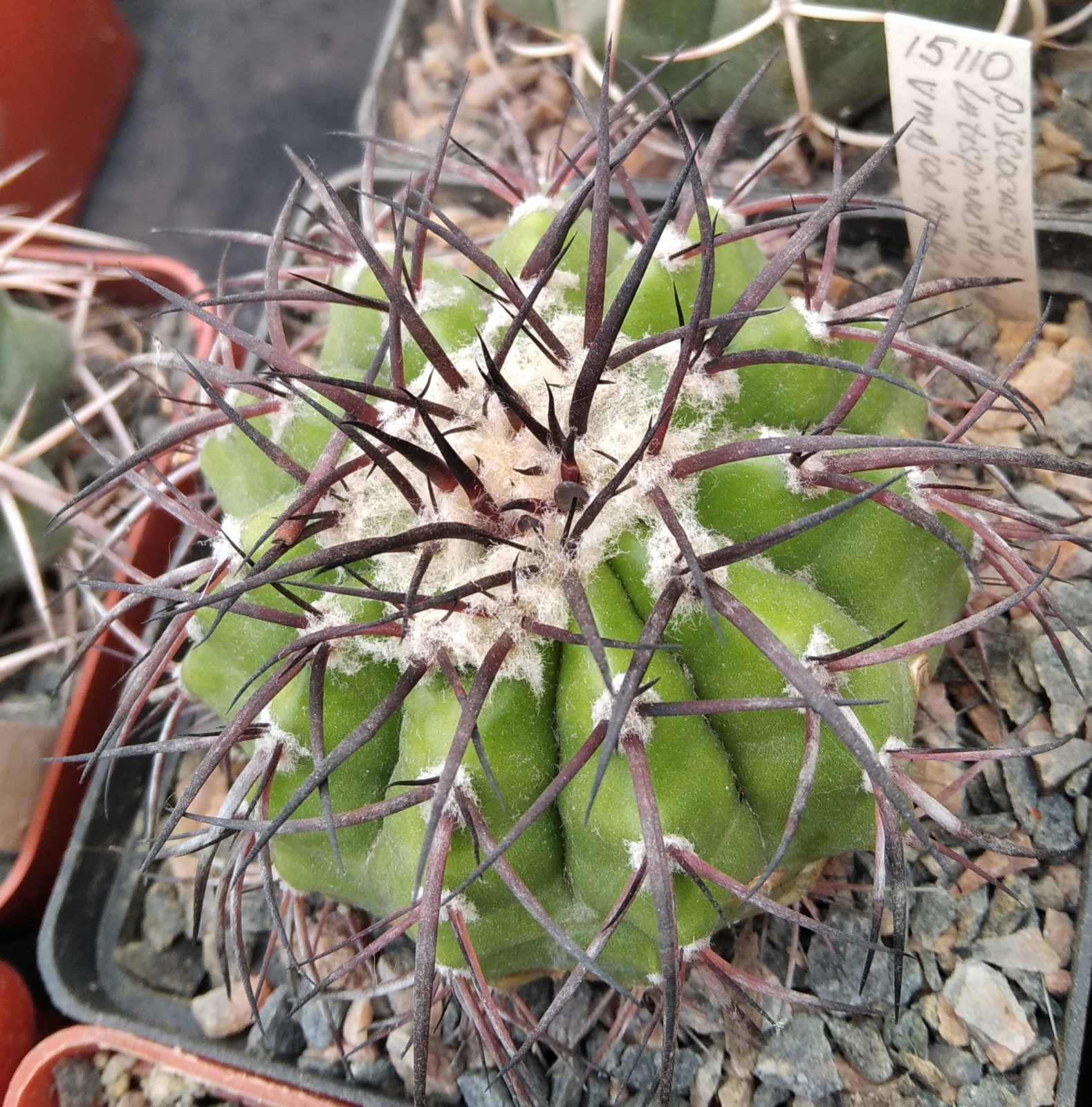 Discocactus latispinus v. major HU640 -Koehres-cube-8cm-