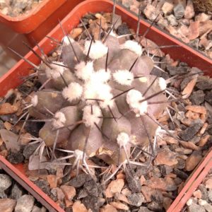Copiapoa montana - з природного насіння - куб-7см- потужна ріпа -
