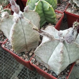 Astrophytum coahuilense SB1474 -MG-cube-7cm-
