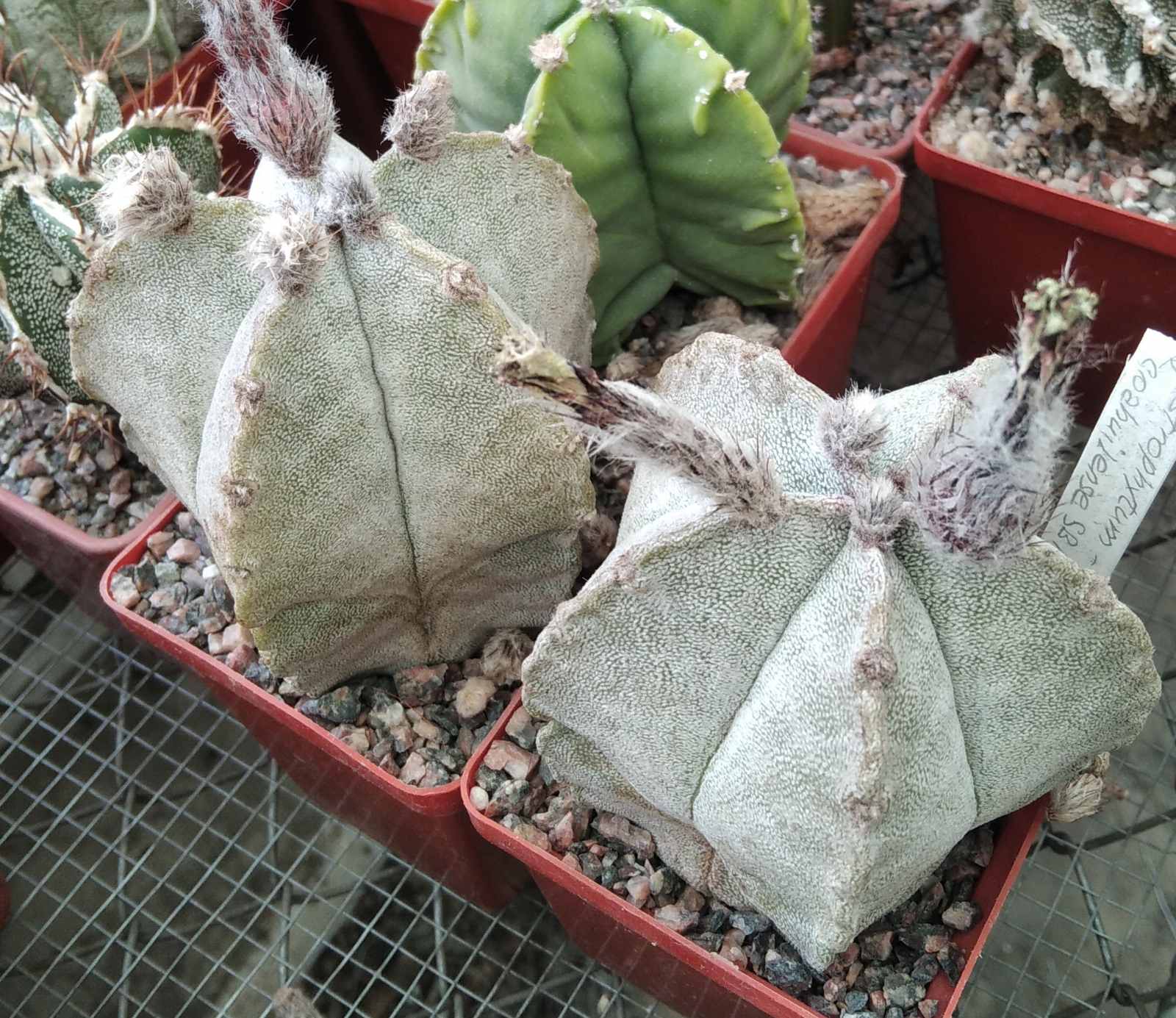 Astrophytum coahuilense SB1474 -MG-cube-7cm-