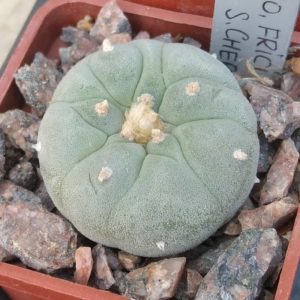 Lophophora frichii -cube-5cm-