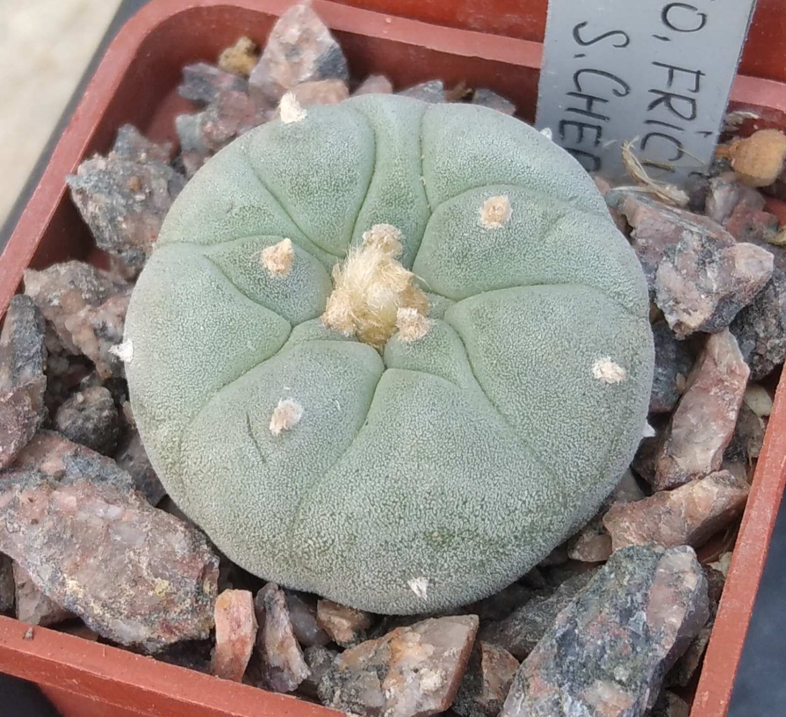 Lophophora frichii -cube-5cm-