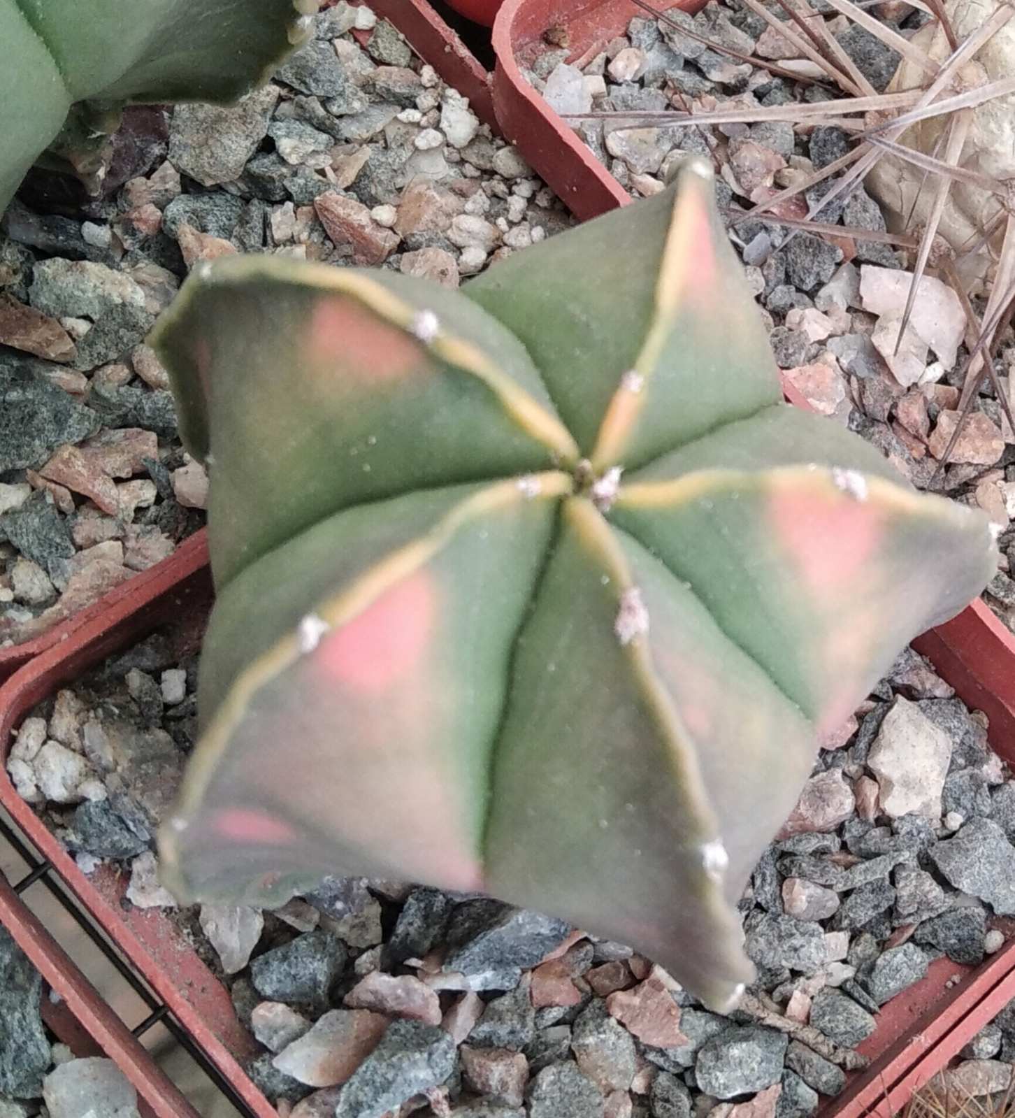 Astrophytum myriostigma v. nudum f. variegata -cube-7cm-