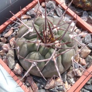 Gymnocalycium castellanosii -cube-5cm-