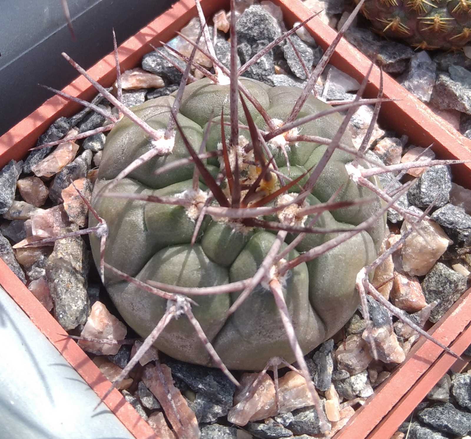Gymnocalycium castellanosii -cube-5cm-