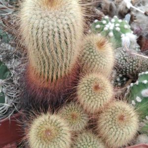 Eriocactus leninghausii (хатка Леніна) -25 років-cube-9cm-