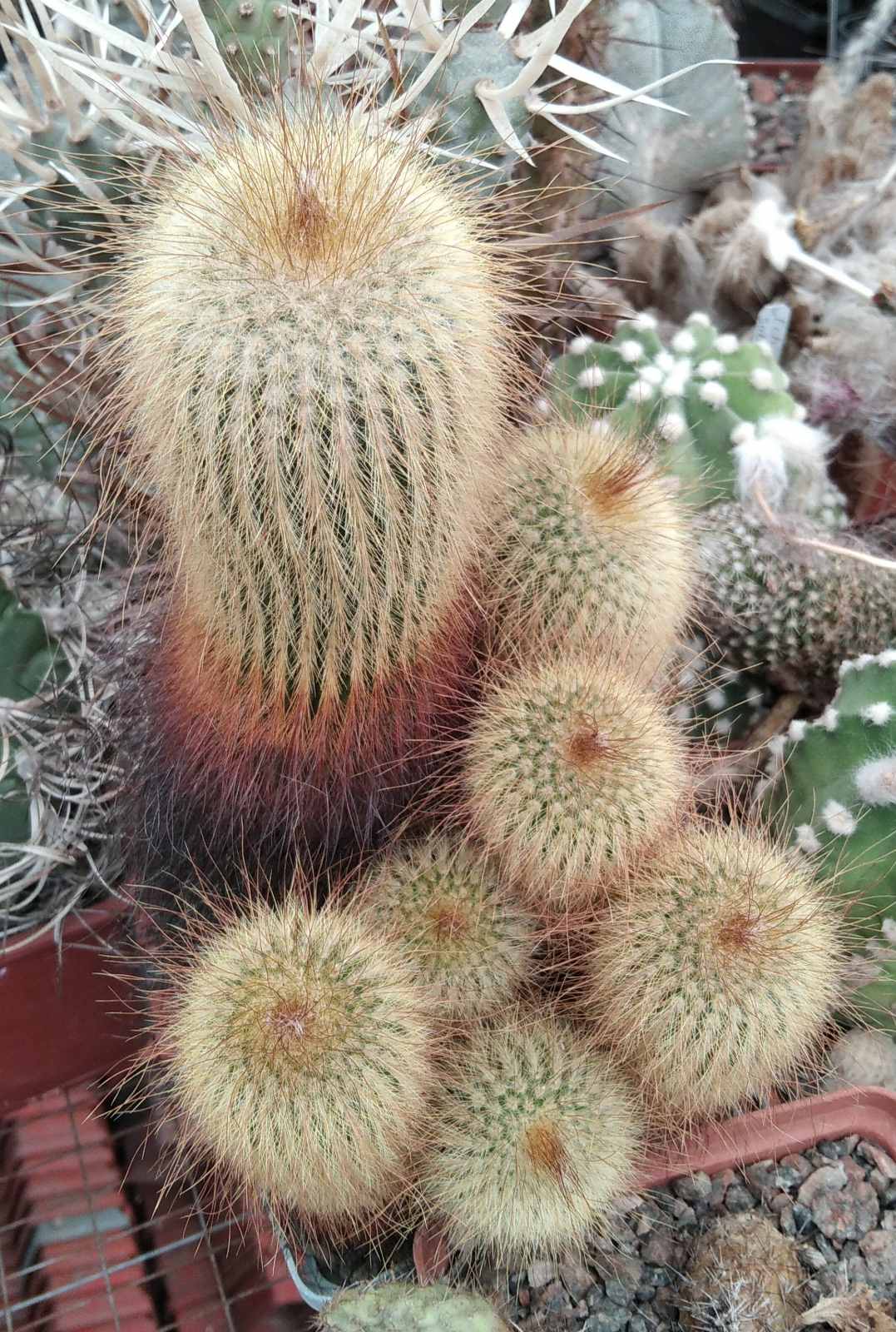 Eriocactus leninghausii (хатка Леніна) -25 років-cube-9cm-