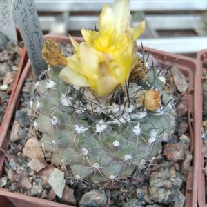 Copiapoa humilis FR464 -cube-8cm- 15years-