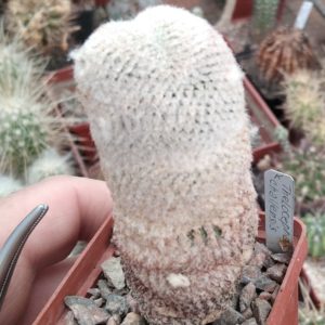 Thelocephala challensis -cube-6cm-щеплена-