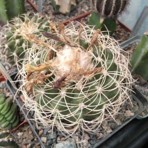 Discocactus semicampaniflorus -Koehres-cube-12cm-