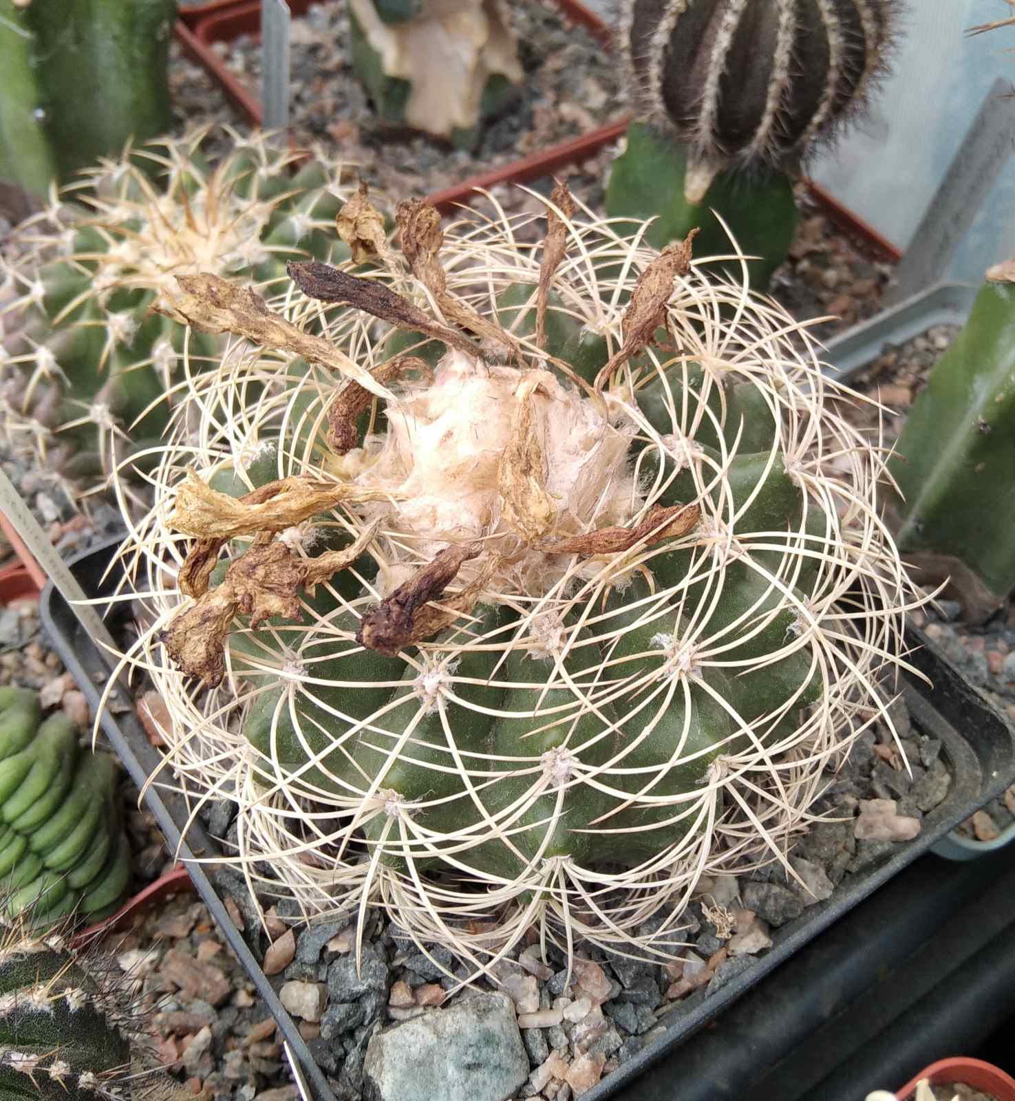 Discocactus semicampaniflorus -Koehres-cube-12cm-