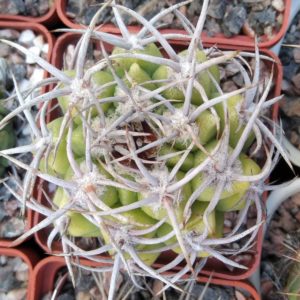 Gymnocalycium mostii -відбір-cube-6cm-