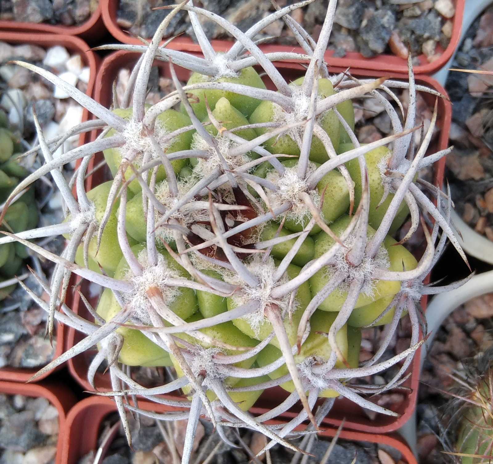 Gymnocalycium mostii -відбір-cube-6cm-