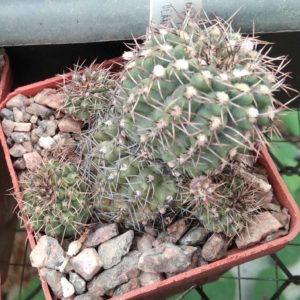 Gymnocalycium stellatum STO88-117 -cube-6cm-