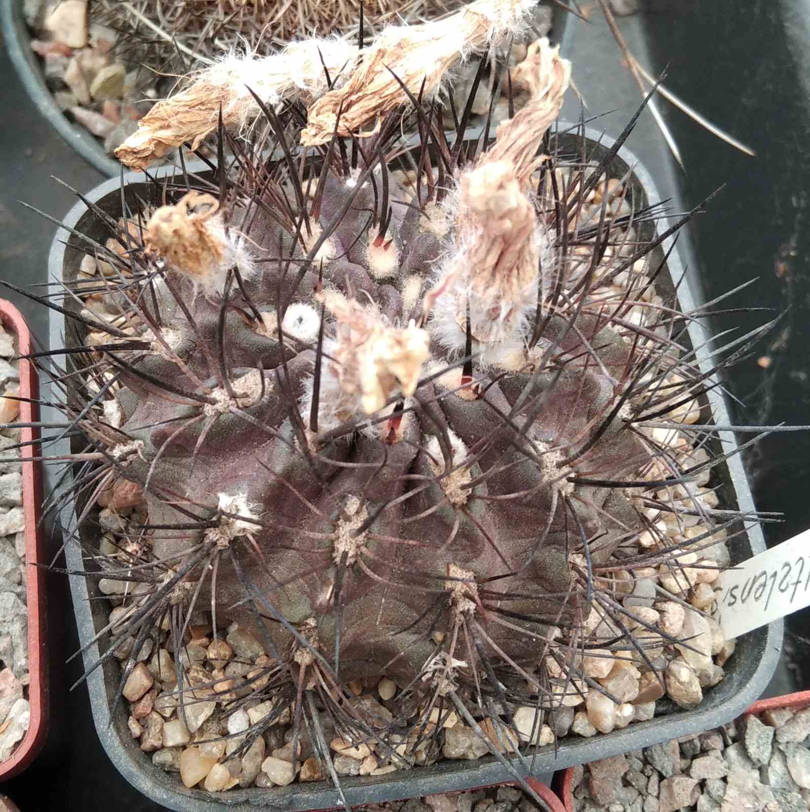 Neochilenia taltalensis -cube-7cm- nice form!-