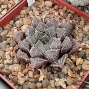 Haworthia cv."Mirror Ball"- cube-7cm-