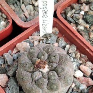 C. hypogaea "Lizard Skin"- 700 -своє коріння-