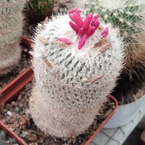 Epithelantha micromeris -15years- cube-6cm-