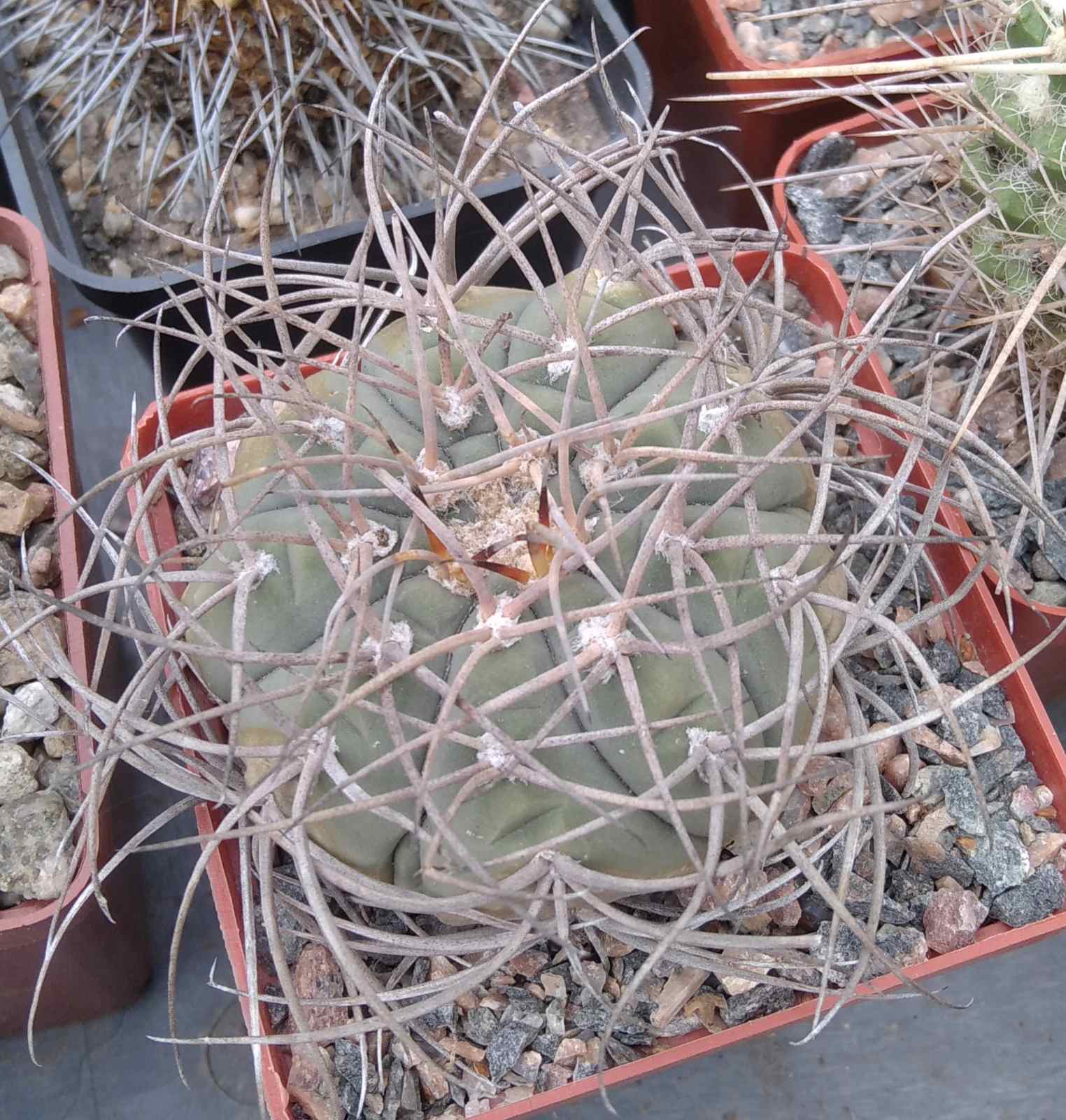 Gymnocalycium cardenasianum -cube-8cm-
