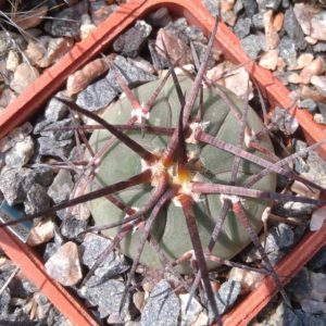 Gymnocalycium cardenasianum -cube-5cm-dark spines-