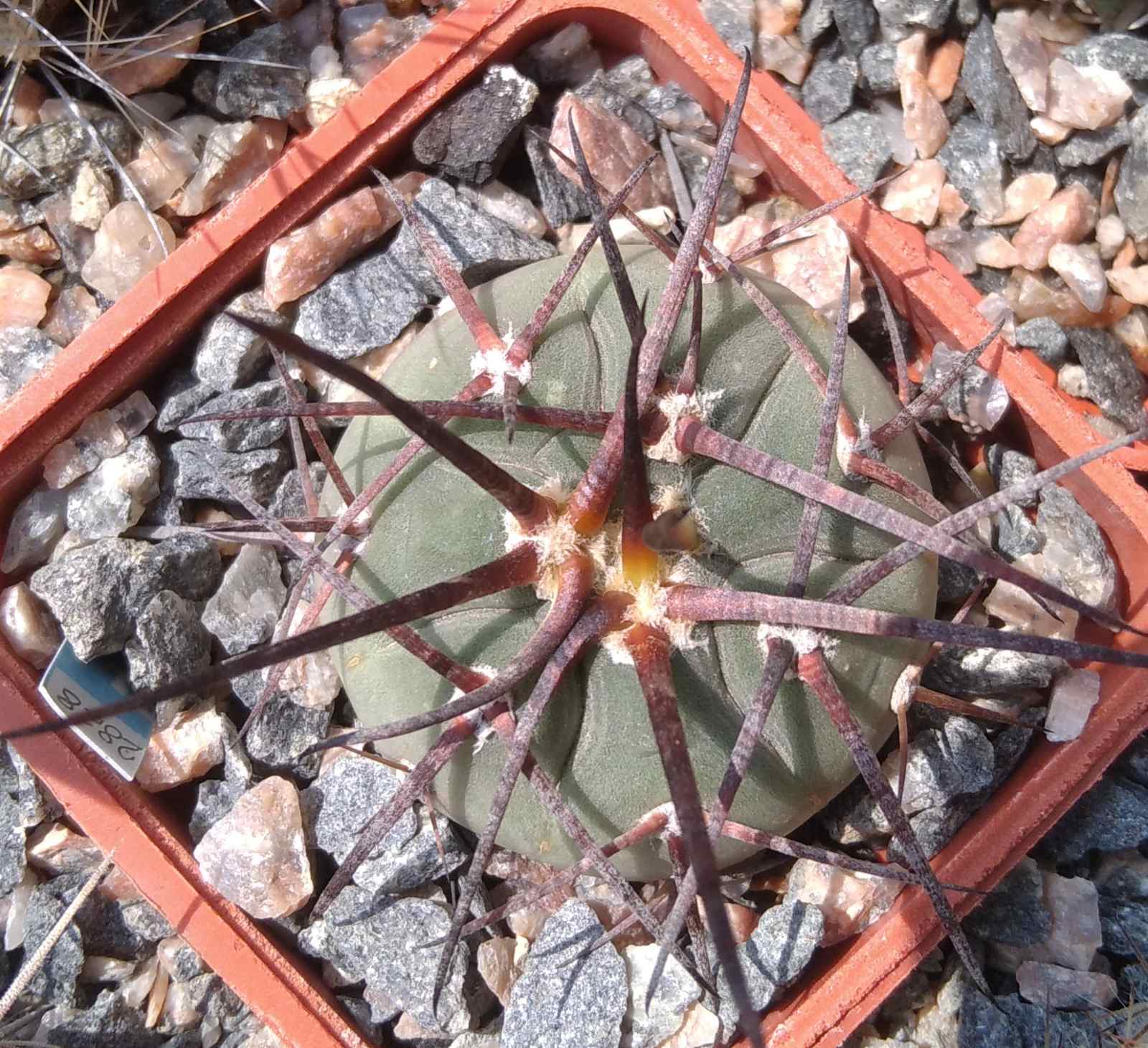 Gymnocalycium cardenasianum -cube-5cm-dark spines-