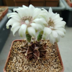 Gymnocalycium michanovichi