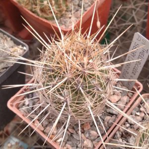 Thelocactus bicolor v. bollaensis SB281 -Cerro Bola, Coah.-