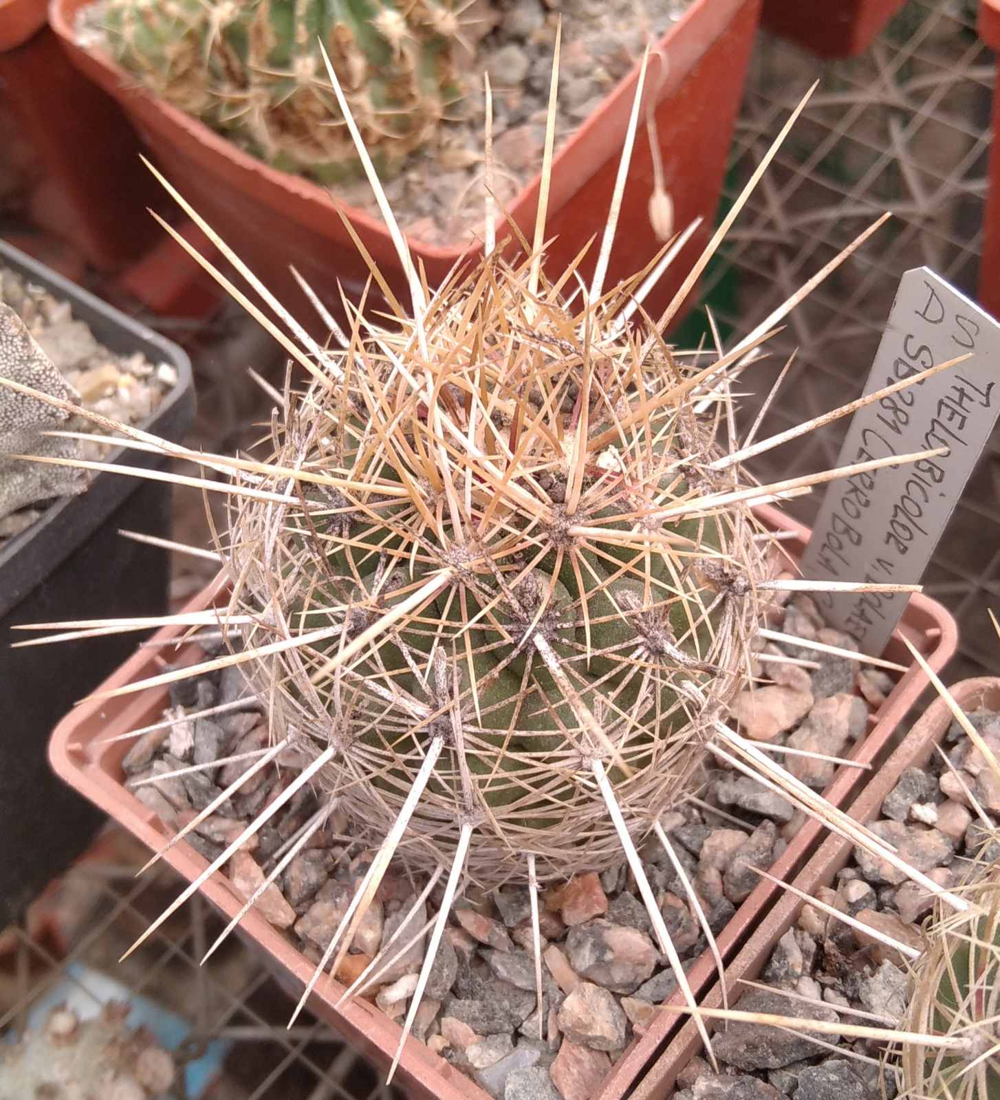 Thelocactus bicolor v. bollaensis SB281 -Cerro Bola, Coah.-