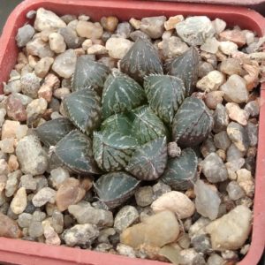 Haworthia cv."Mirror Ball"- cube-5cm-