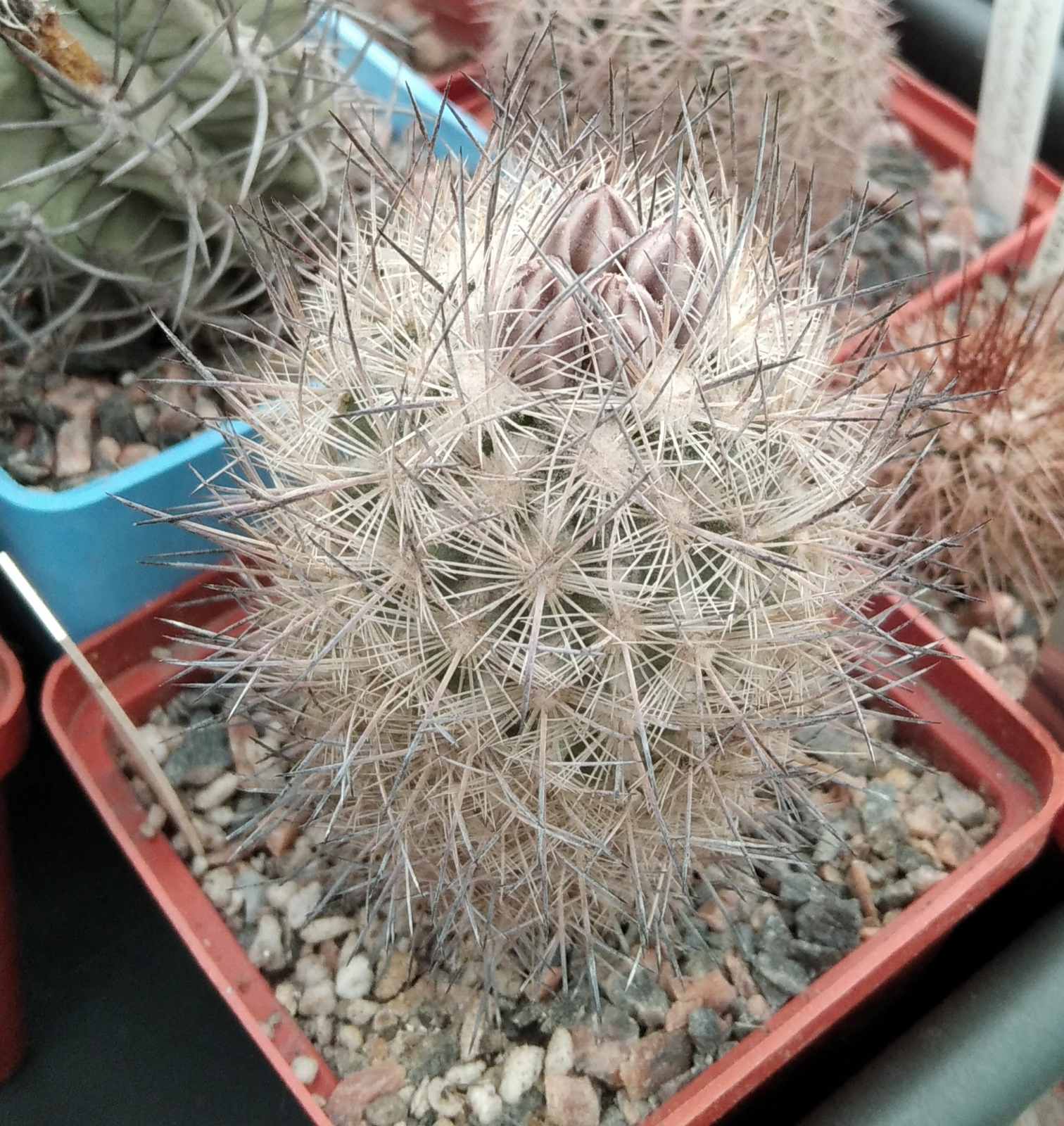 Еchinomastus durangensis PC90 -Piltz- cube-8cm-