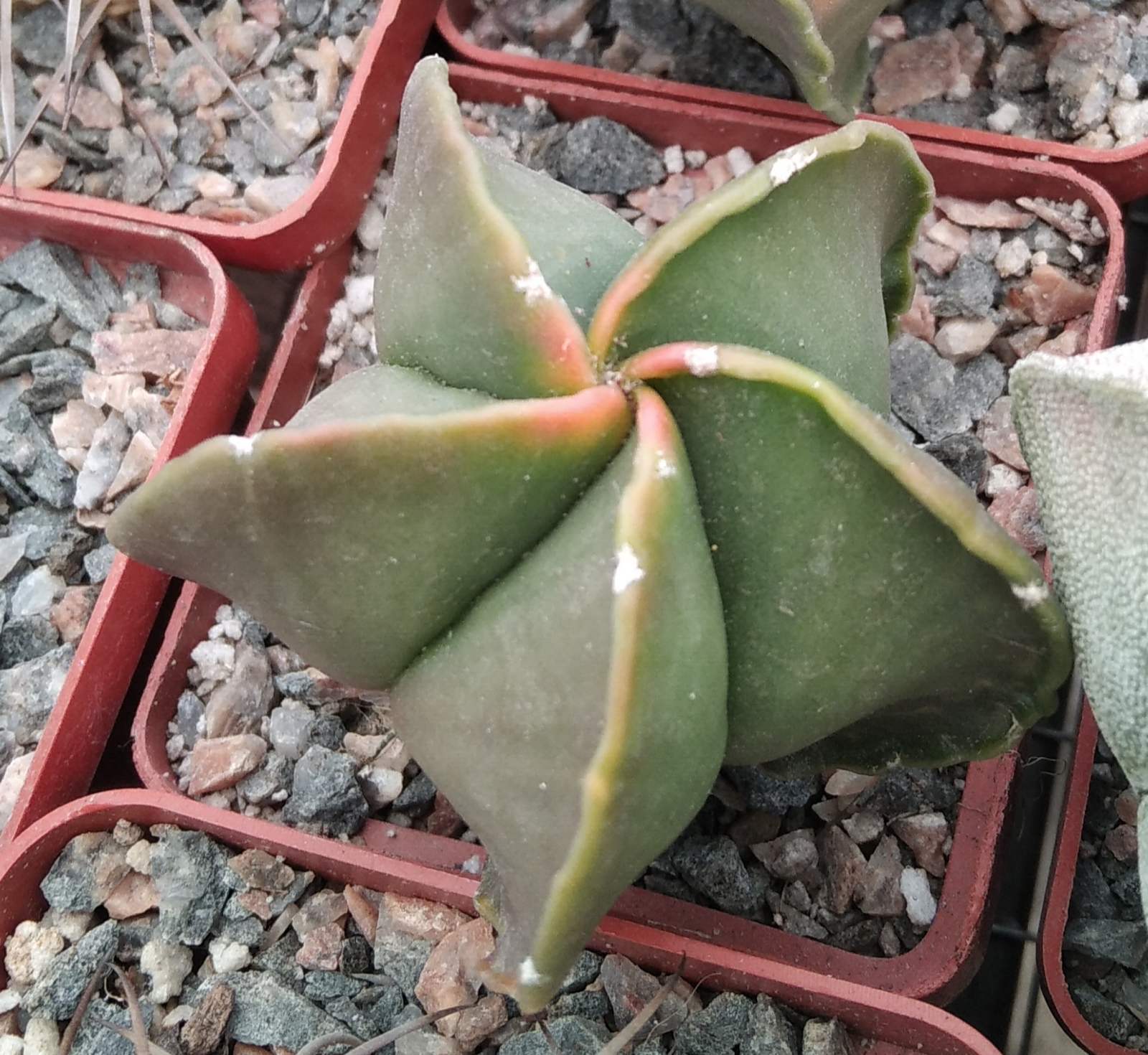 Astrophytum myriostigma v. nudum f. variegata -cube-7cm-
