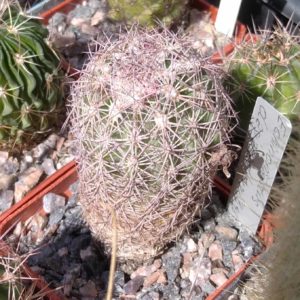 Echinomastus dasiacanthus SB48 -cube-7cm-