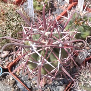 Ferocactus gracilis v. coloratus -MG- cube-6cm-